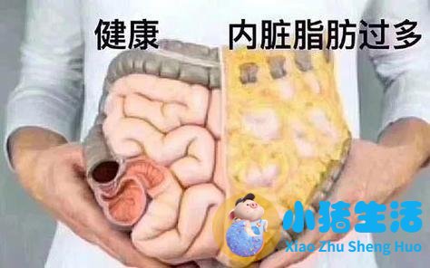 科学减肥健康吃