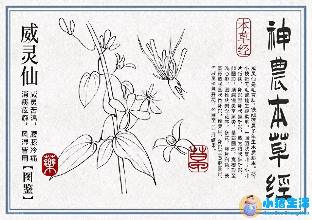 <strong>独活太偏了，它才是