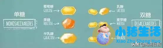 玄米茶怎么样配合饮食减肥