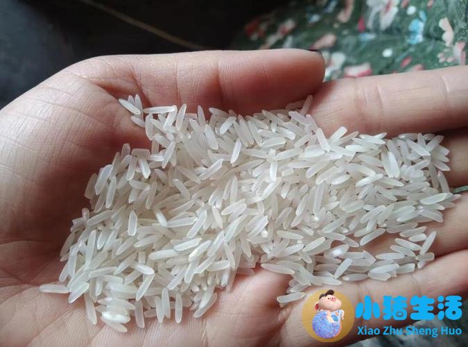 玄米茶怎么样配合饮食减肥