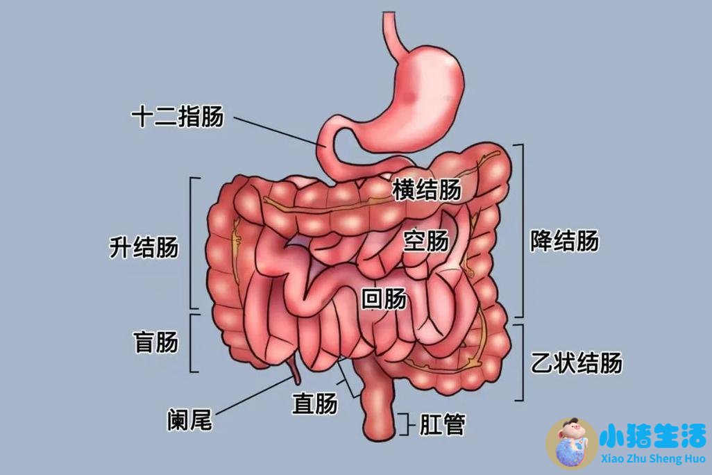 大肠湿热最好中成药