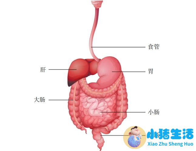 大肠湿热最好中成药