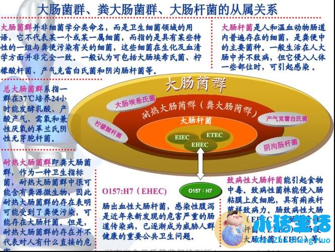 大肠湿热最好中成药