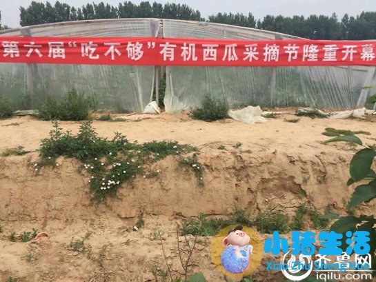 德州有机西瓜采摘节开幕 让“有机”健康