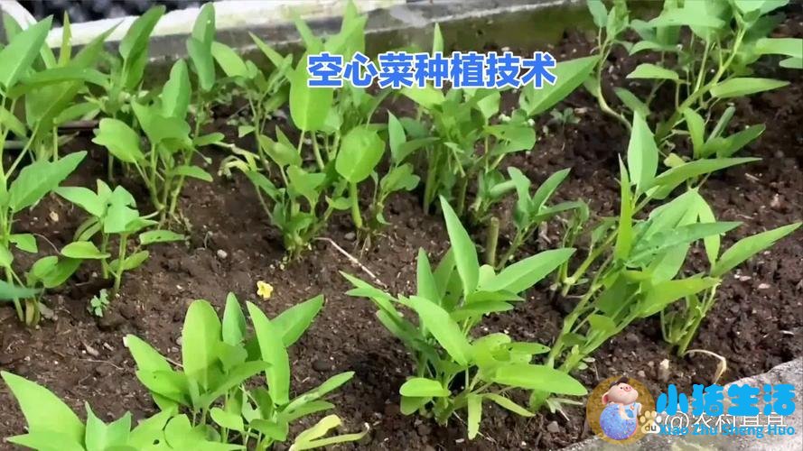 有机健康生活