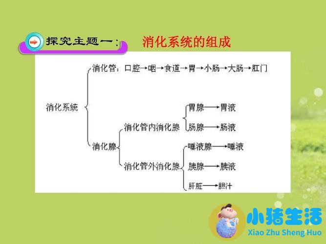 人体水消化过程视频