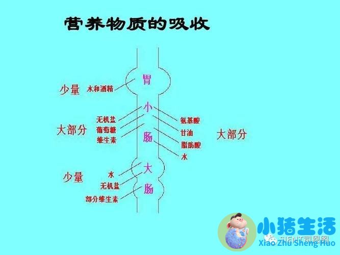 人体消化吸收全过程