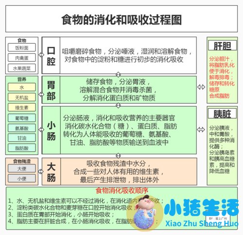 人体水消化过程视频