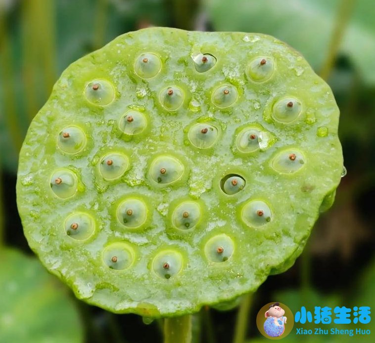 干莲蓬煮鸡蛋的功效做法