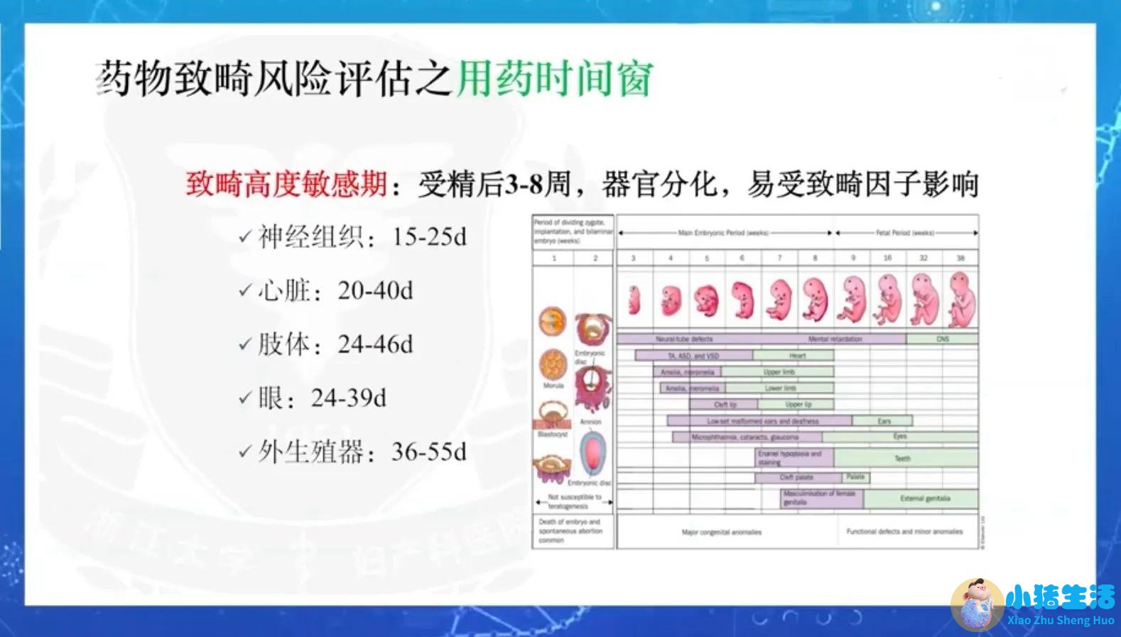 什么时候吃药对胎儿影响最大