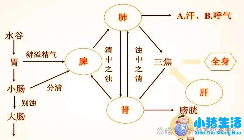 中医养生入门：你需要知道的一切