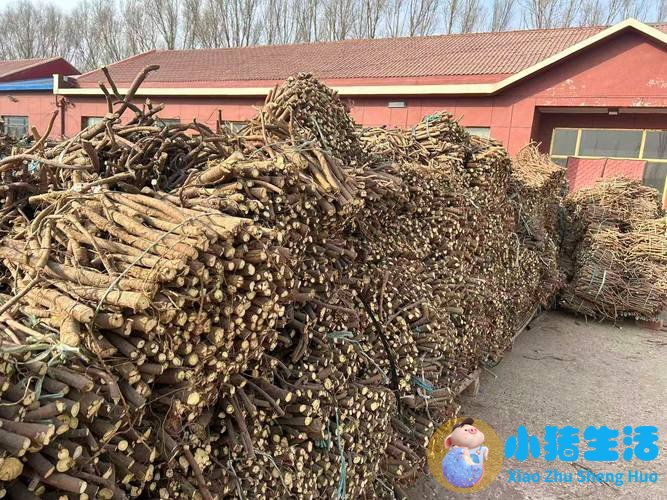 久咳嗽不好有一个8元的药方
