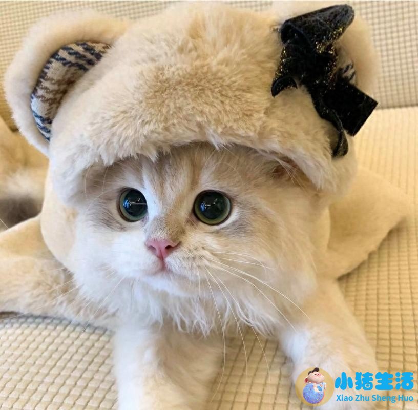 2026年9月宠物钙片推荐，猫狗补钙怎么选