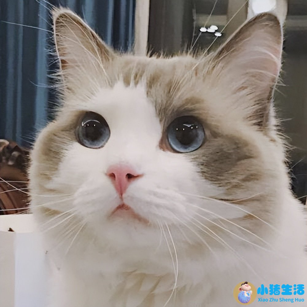 食品添加剂乳酸钙对人体有害吗