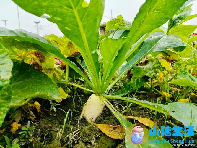 久咳嗽不好有一个8元的药方