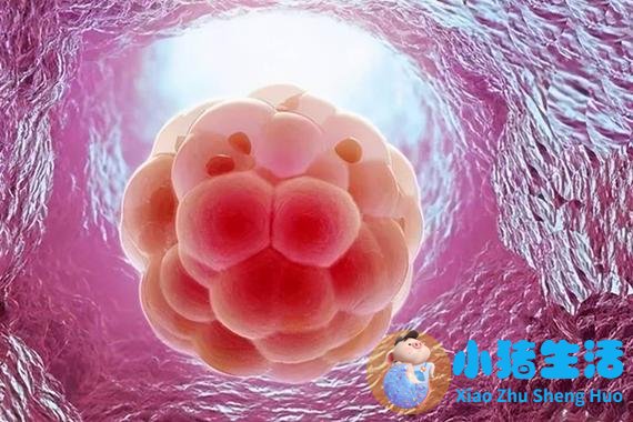 吃什么提高生男孩机率