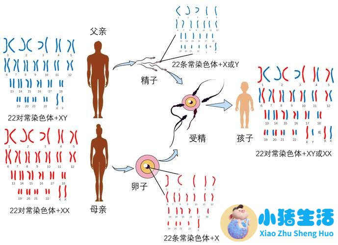 一对夫妻带孩子来查遗传病