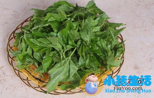 桑叶洗头发能变黑吗