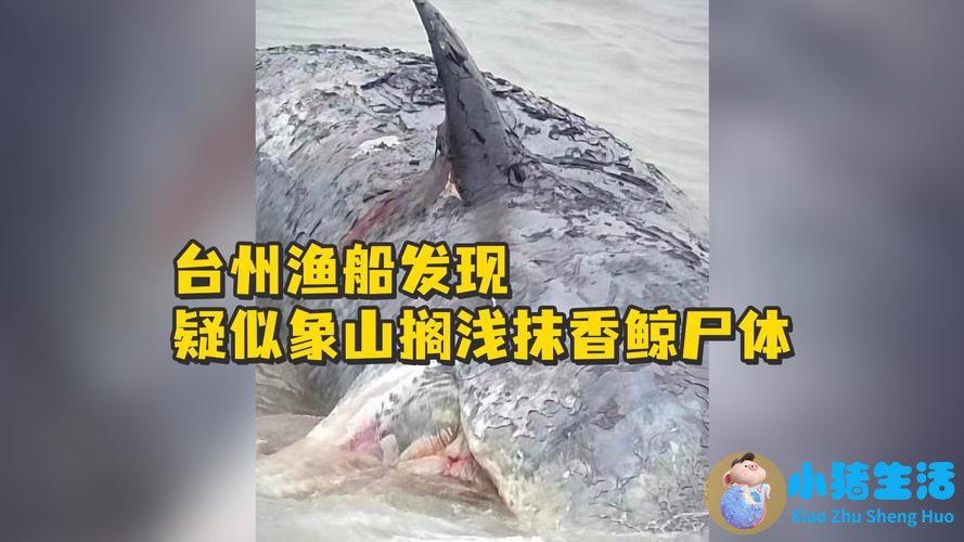 浙江舟山一头死鲸漂在码头附近
