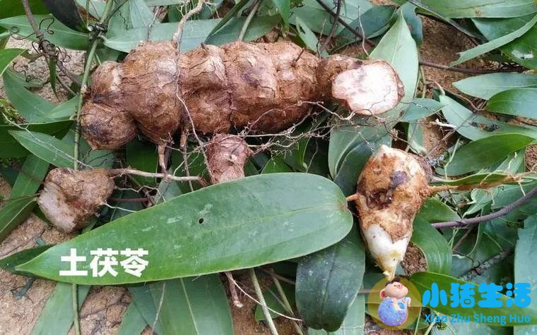 维生素可以溶解痛风石