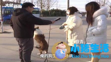 送爱犬去上学，啥也没学会狗命还差点没了，主人：不学了活着就好
