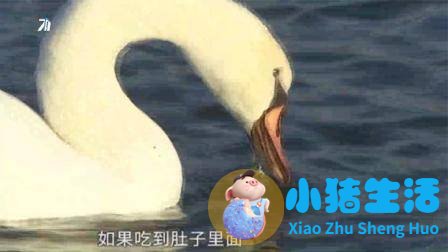 又有天鹅受伤！郑州贾鲁河天鹅误食鱼线，志愿者含泪营救