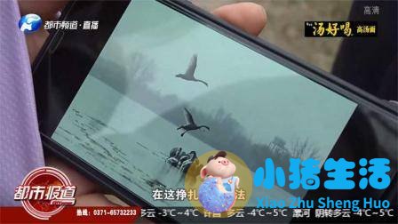 天鹅大团聚，“保镖”团队升级，附近居民高兴坏了